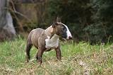 BULL TERRIER MINIATURE 263